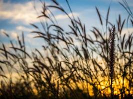 hierba de la misión en la luz del atardecer foto