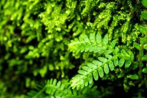 Freshness small fern leaves with moss and algae in the tropical garden photo