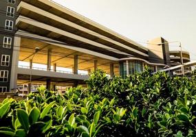 Small bush of banyan tree and the car park building photo