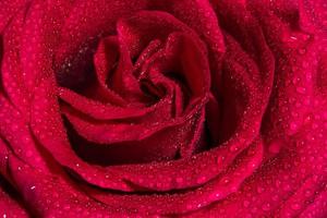 rosa roja fresca con gotas de agua, fondo floral natural de colores vivos foto