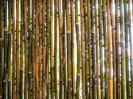 árboles e iluminación detrás de la patición de bambú foto