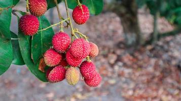 El lichi amphawa es espinoso, tiene la piel y la pulpa tensas, se puede comer crudo o cocido. fruta en el árbol. foto