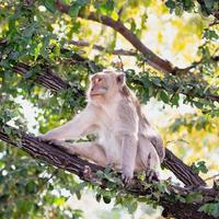 Monkey in natural habitat, forest and jungle, sitting on tree. photo