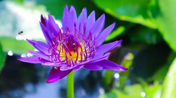 Blurred photo. Violet lotus blooming in the pond. photo