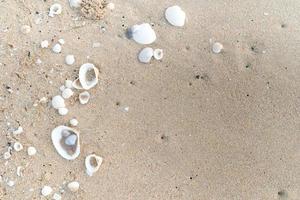 Sand background with seashells and copy space for text. photo