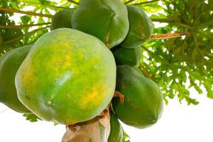 Papaya Fruits of Papaya tree in garden with white background. Nature fresh green papaya on tree with fruits. photo