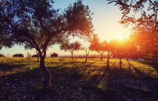 sombra de árbol con puesta de sol foto