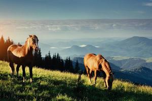 caballos en el prado en las montañas. los cárpatos ucrania europa. foto