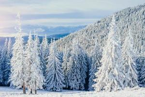 Winter tree in snow. Carpathian, Ukraine, Europe. photo