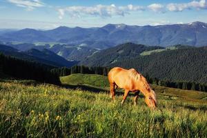 caballos en el prado en las montañas. cárpatos, ucrania, europa foto