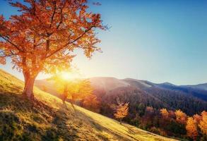 birch forest in sunny afternoon while autumn season photo