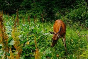 Wild deer eating grass photo