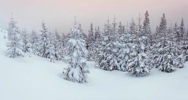 winter landscape trees in frost photo