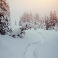 el camino de invierno foto