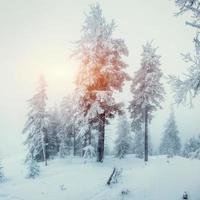 Winter landscape glowing by sunlight. Dramatic wintry scene. Car photo