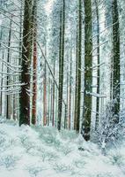 vista del bosque en la temporada de invierno foto