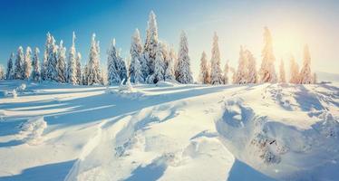 árbol mágico de invierno cubierto de nieve foto