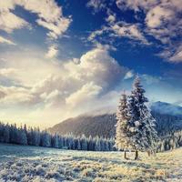magical winter snow covered tree in the Carpathians. Ukraine, Eu photo
