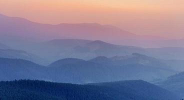 Fantastic Pine tree forest. Carpathians Ukraine Europe photo