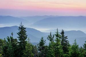 Pine tree forest photo