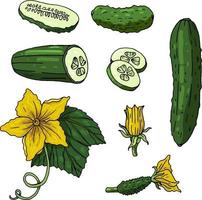 Set with cucumbers on white background. Cucumbers, cucumber slices, flowers and leaves isolated on white vector