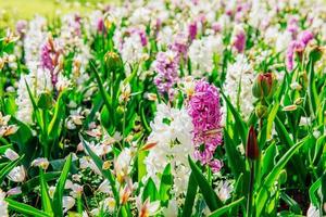 Flower flowerbeds in the park photo