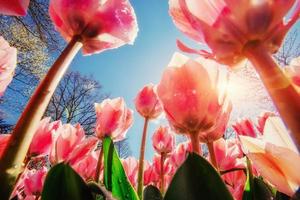 grupo de tulipanes rosas. paisaje primaveral. Sicilia. Italia. Europa foto