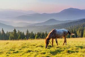 Horses on the meadow in the mountains photo