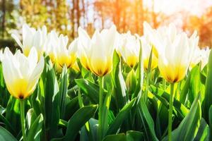 Pale yellow tulip in spring in the sun. Holland photo