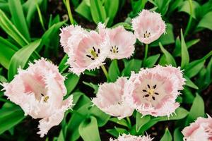 hermosos tulipanes rosas florecientes rizados. holanda europa.