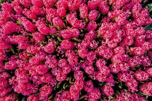 campo de tulipanes rosas. hermosas flores de primavera foto