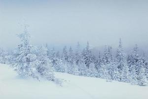 winter landscape trees in frost and fog photo