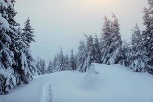 Fantastic winter landscape and trodden trails that lead into the photo