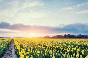 Yellow tulips on a background of blue sky photo