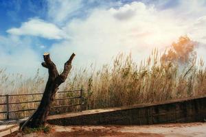 Reed in autumn photo