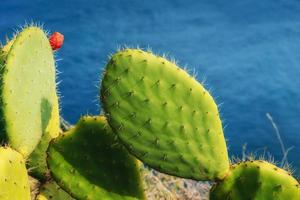 big beautiful cactus on the background of the sea. photo