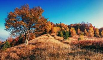 callejón de otoño. mundo de la belleza montes de Cárpatos. Ucrania. Europa. foto