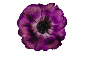 purple flower isolated on a white background - image photo