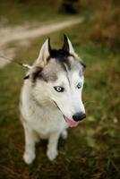 Husky portrait. Young husky dog for a walk in the park in autumn. Husky breed. Light fluffy dog. Walk with the dog. Dog on a leash. A pet photo
