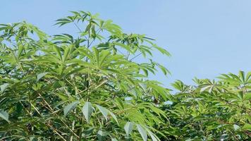 hojas verdes vibrantes de la planta vegetal de mandioca. de cerca foto