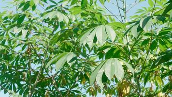 hojas verdes vibrantes de la planta vegetal de mandioca. de cerca foto