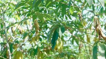 hojas verdes vibrantes de la planta vegetal de mandioca. de cerca foto