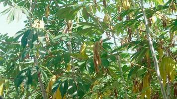 hojas verdes vibrantes de la planta vegetal de mandioca. de cerca foto