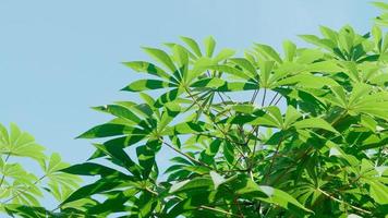 hojas verdes vibrantes de la planta vegetal de mandioca. de cerca