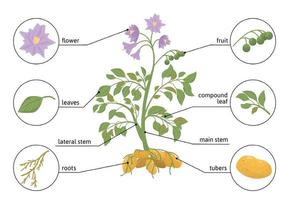 Potato Plant Flat Infographics vector