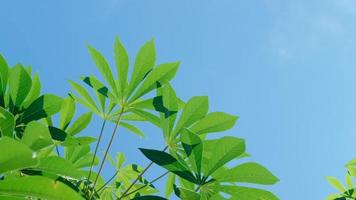 Cassava Vegetable Plant Vibrant Green Leaves. Close Up photo