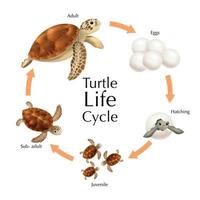 conjunto de ciclo de vida de tortuga vector