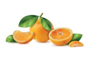 Oranges Realistic Illustration vector