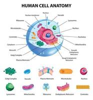 infografías de anatomía celular vector