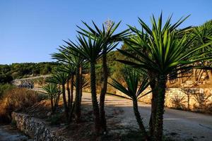 Chic palm trees on the waterfront photo